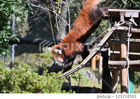 レッサーパンダ　 123718583