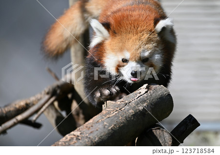 レッサーパンダ　 123718584