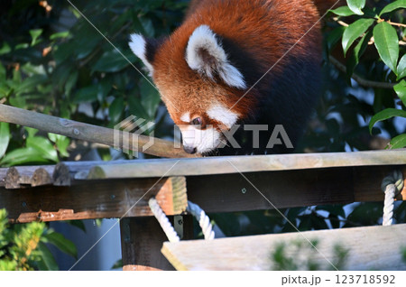 レッサーパンダ　 123718592