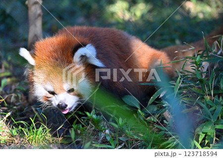 レッサーパンダ　 123718594