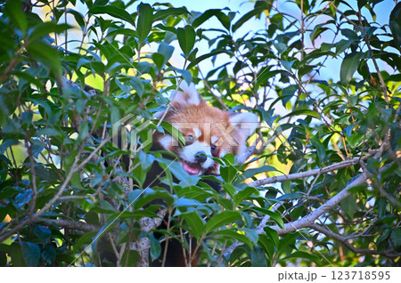 レッサーパンダ　 123718595