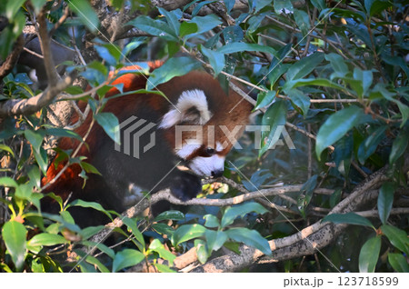 レッサーパンダ　 123718599