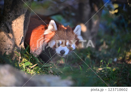 レッサーパンダ レッサーパンダ 123718602