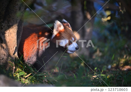 レッサーパンダ　 123718603