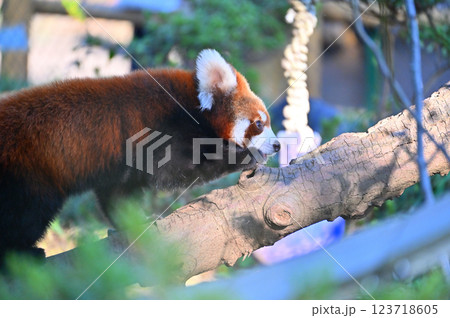 レッサーパンダ　 123718605