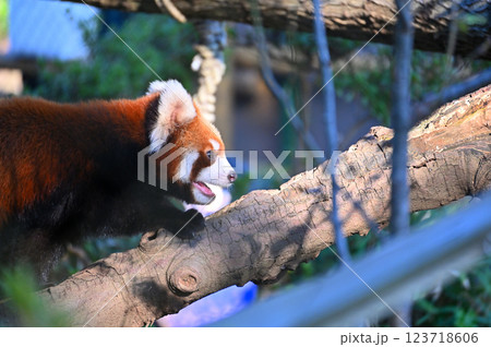 レッサーパンダ　 123718606
