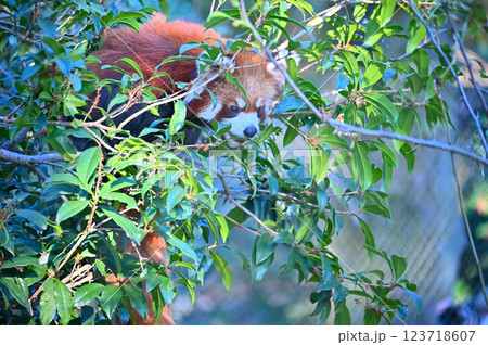 レッサーパンダ　 123718607