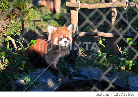 レッサーパンダ　 123718610