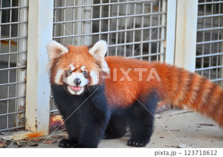 レッサーパンダ レッサーパンダ 123718612