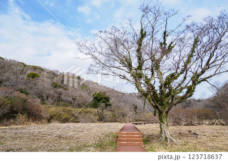 晴れた日の小網代の森の散歩道 123718637