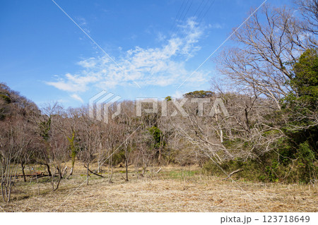 晴れた日の小網代の森の散歩道 123718649