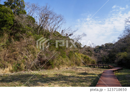晴れた日の小網代の森の散歩道 晴れた日の小網代の森の散歩道 123718650