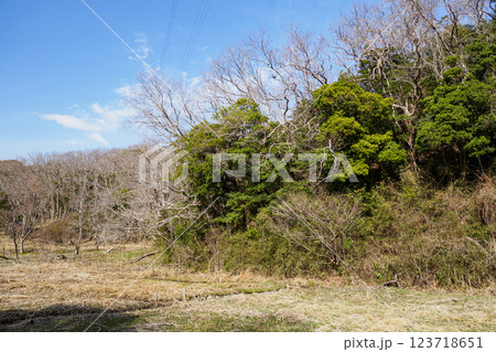 晴れた日の小網代の森の散歩道 123718651