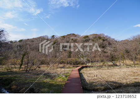 晴れた日の小網代の森の散歩道 123718652