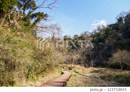 晴れた日の小網代の森の散歩道 晴れた日の小網代の森の散歩道 123718655