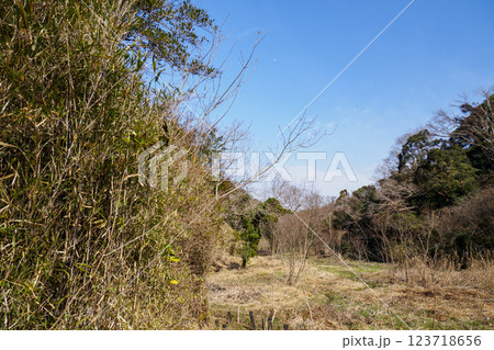 晴れた日の小網代の森の散歩道 晴れた日の小網代の森の散歩道 123718656
