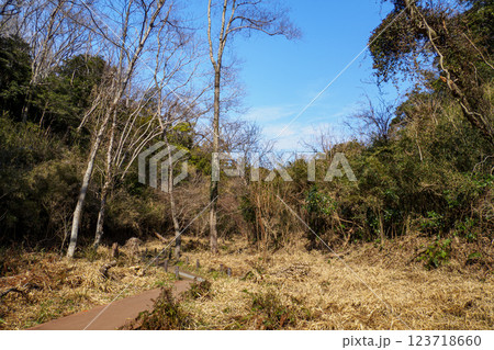晴れた日の小網代の森の散歩道 123718660