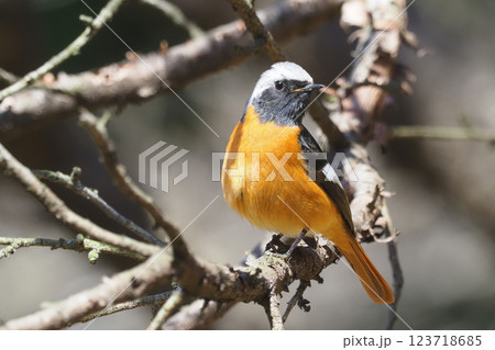 ジョウビタキ（オス〉 123718685