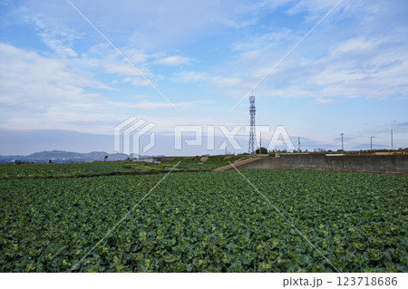 三浦市特産のキャベツ 123718686