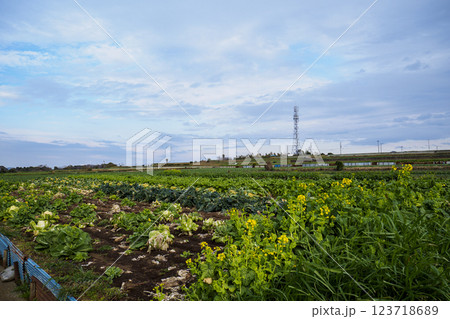三浦市特産のキャベツ 三浦市特産のキャベツ 123718689