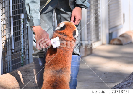 レッサーパンダのブラッシング 123718771