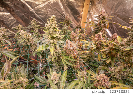 female blossom marijuana SoG Sea of Green net hemp cultivation technique Growing pot indoor bloom stage growth Medical 123718822