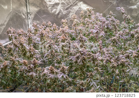 female blossom marijuana SoG Sea of Green net hemp cultivation technique Growing pot indoor bloom stage growth Medical 123718825