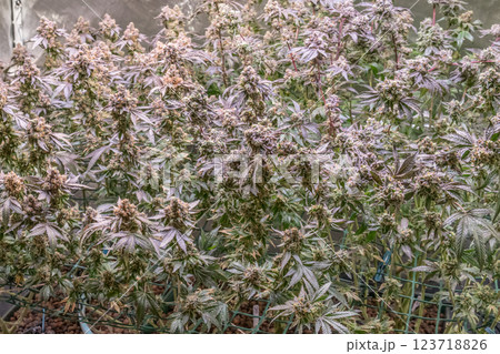 female blossom marijuana SoG Sea of Green net hemp cultivation technique Growing pot indoor bloom stage growth Medical 123718826