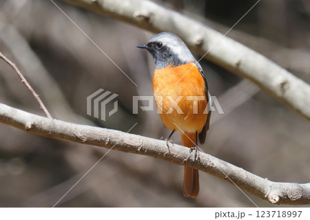 ジョウビタキ(オス) ジョウビタキ(オス) 123718997