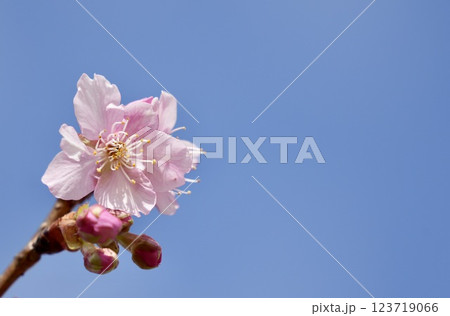 青空を背景に咲く河津桜 123719066