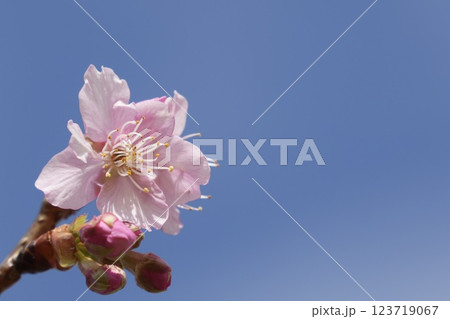 青空を背景に咲く河津桜 123719067