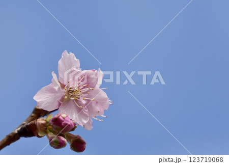 青空を背景に咲く河津桜 123719068