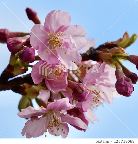 青空を背景に咲く河津桜 123719069