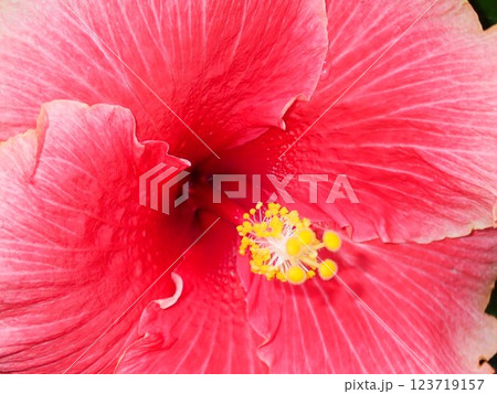 ハイビスカス 123719157