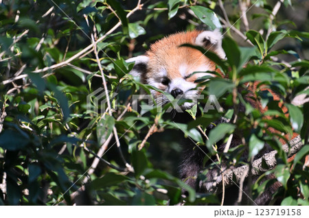 レッサーパンダ　 123719158