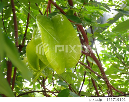 スターフルーツ スターフルーツ 123719191