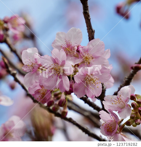 青空を背景に咲く河津桜 青空を背景に咲く河津桜 123719282