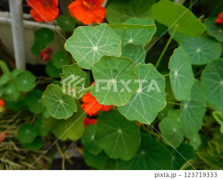 オレンジ色の花のナスタチウム オレンジ色の花のナスタチウム 123719333