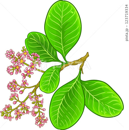 Cashew Branch with Flowers and Leaves Colored Detailed Illustration. Organic natural nutritional healthy food ingredient, vegetarian diet product.  123719334