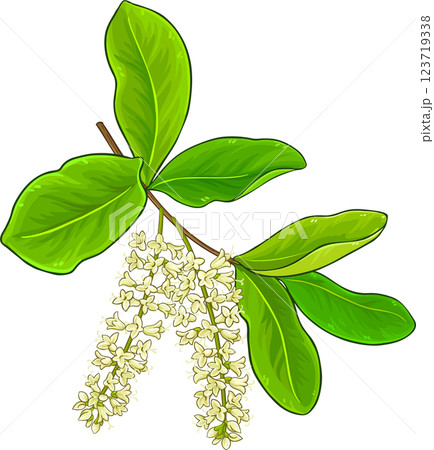Macadamia Branch with Flowers and Leaves Colored Detailed Illustration. Organic natural nutritional healthy food ingredient, vegetarian diet product.  123719338