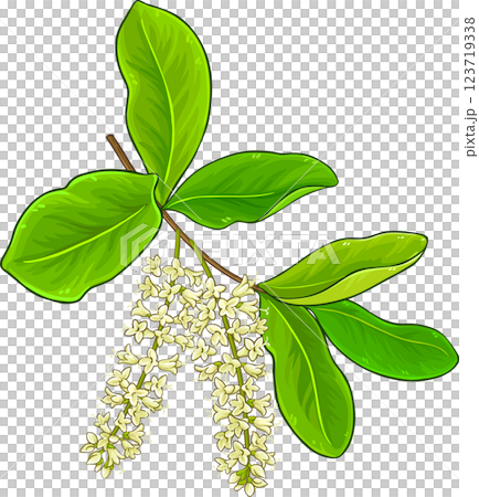 Macadamia Branch with Flowers and Leaves Colored Detailed Illustration. Organic natural nutritional healthy food ingredient, vegetarian diet product. Macadamia Branch with Flowers and Leaves Colored Detailed Illustration. Organic natural nutritional healthy food ingredient, vegetarian diet product. 123719338