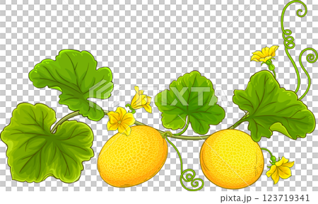 Melon Plant Colored Detailed Illustration Melon Plant Colored Detailed Illustration 123719341
