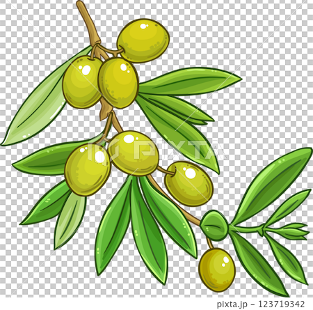 Olive Branch with Berries and Leaves Colored Detailed Illustration. Organic natural nutritional healthy food ingredient, vegetarian diet product. 123719342