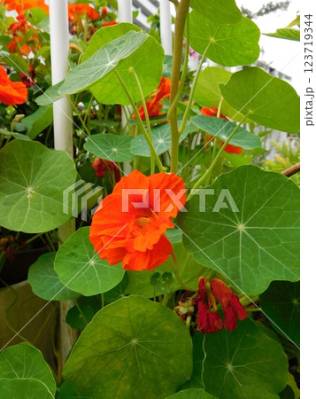 オレンジ色の花のナスタチウム オレンジ色の花のナスタチウム 123719344