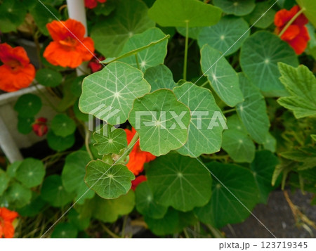 オレンジ色の花のナスタチウム オレンジ色の花のナスタチウム 123719345