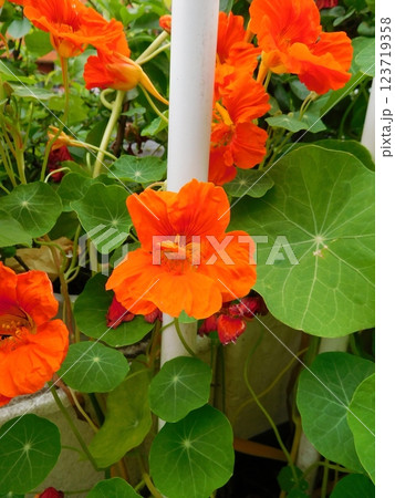 オレンジ色の花のナスタチウム 123719358