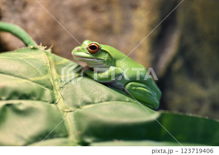 イエアメガエル 123719406