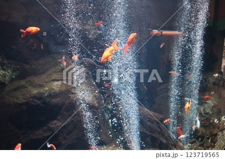 水中に群がる鯉 123719565