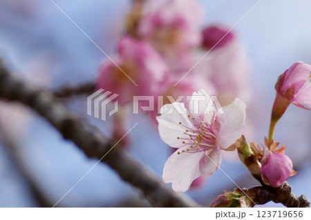 青空を背景に咲く河津桜 123719656