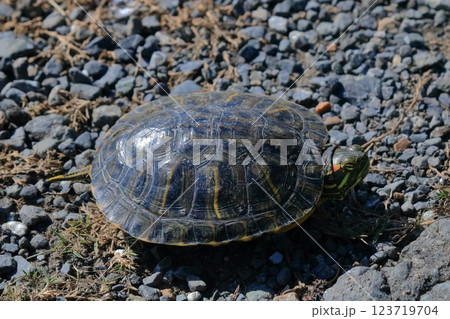 新天地を求めて農道を移動してきたアカミミガメ 123719704